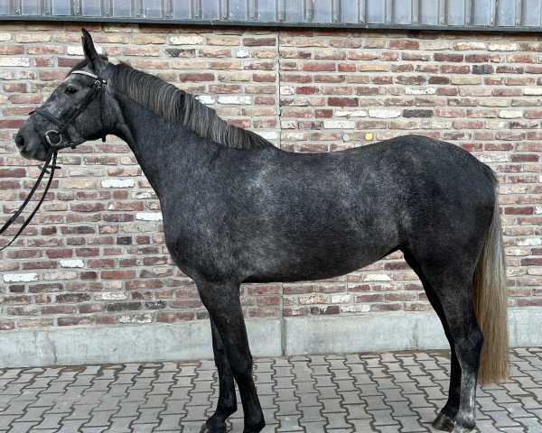 Springpferd Gina Z 4 (Zangersheide Reitpferd, 2019, von Grandorado TN)