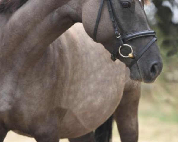 broodmare Di Lady K (German Riding Pony, 2014, from Dornik B)