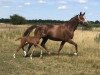 broodmare Quintessenz 8 (German Sport Horse, 2008, from Quaterback)