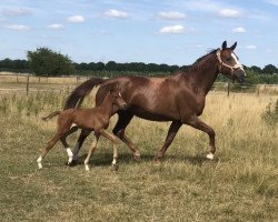 broodmare Quintessenz 8 (German Sport Horse, 2008, from Quaterback)