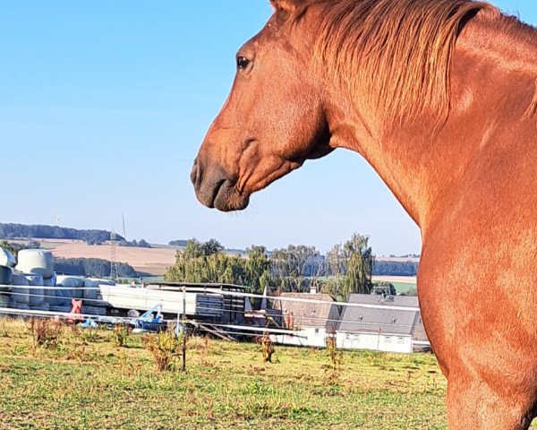 horse Diva (Hanoverian, 2004, from Don Vino)