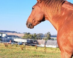 horse Diva (Hanoverian, 2004, from Don Vino)