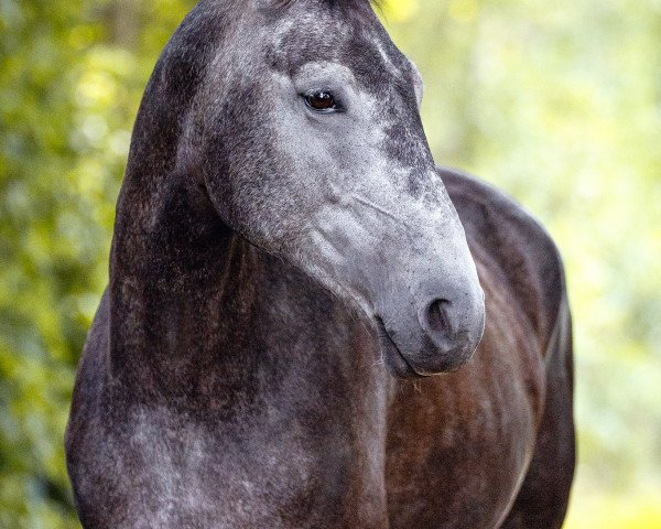 dressage horse Wynona 58 (Pinto / Hunter, 2018, from Söl'rings Question of honour)