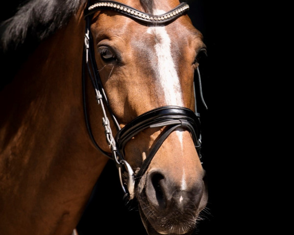 dressage horse Easy Lover 3 (Royal Warmblood Studbook of the Netherlands (KWPN), 2009, from Baloubet du Rouet)