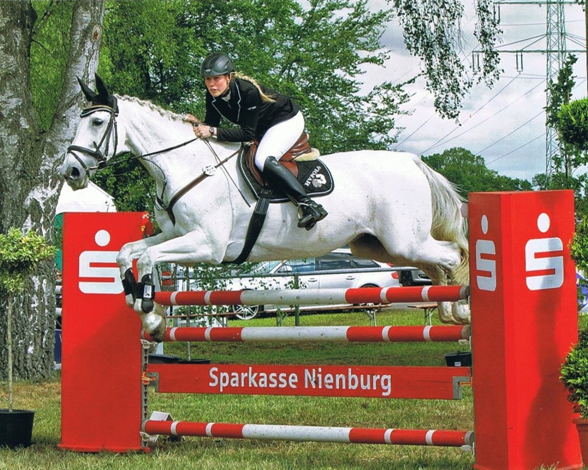 Springpferd La Stella 7 (Hannoveraner, 2001, von Lordanos)