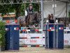 jumper Lets Kiss The Sky (Belgian Warmblood, 2011, from Contendro I)