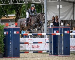 jumper Lets Kiss The Sky (Belgian Warmblood, 2011, from Contendro I)