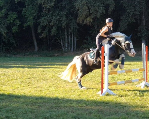 jumper Lewis (Tinker / Irish Cob / Gypsy Vanner, 2007)