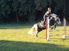 Springpferd Lewis (Tinker / Irish Cob / Gypsy Vanner, 2007)