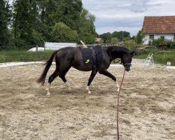 jumper Farbentanz von Fürstenfeld (Trakehner, 2020, from Hirtentanz 2)