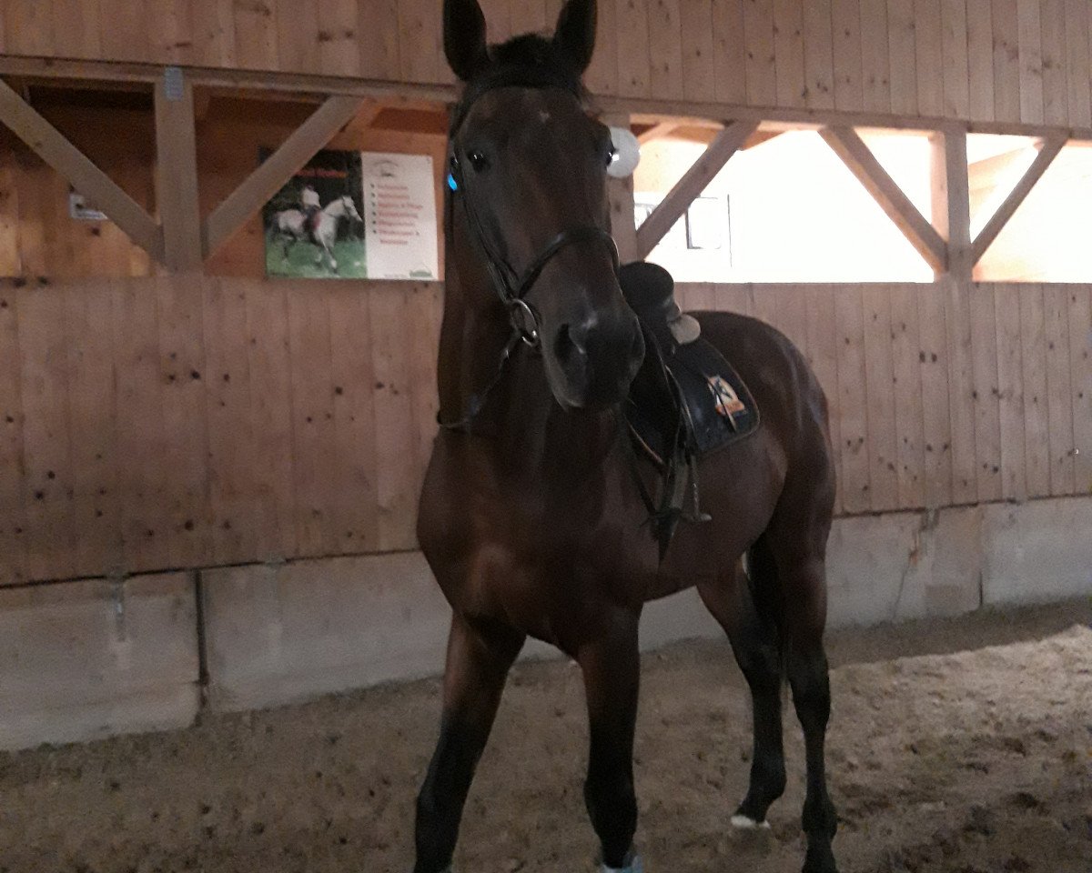 Springpferd Mercurius Key SR (KWPN (Niederländisches Warmblut), 2017, von Carrera VDL)