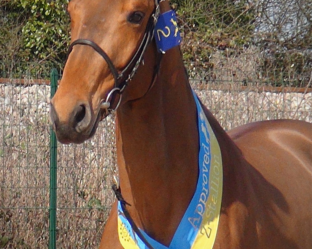 stallion Cambiaso Massuere (Selle Français, 2012, from London)
