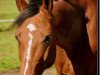 dressage horse Picador Tame (Selle Français, 2003, from Dollar de la Pierre)