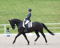 dressage horse Fantastico 72 (Oldenburg show jumper, 2015, from Favorit Ask)