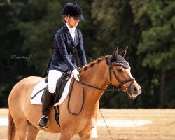 dressage horse BF Honeymoon (German Riding Pony, 2018, from Halifax)