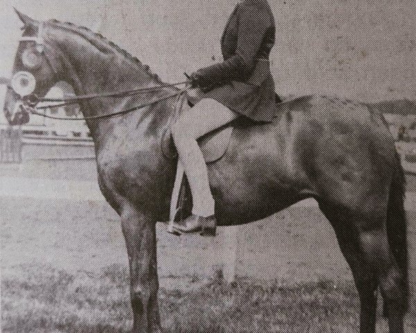 broodmare Chinook Surprise (British Riding Pony, 1970, from Bwlch Zephyr)