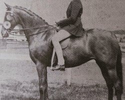 Zuchtstute Chinook Surprise (British Riding Pony, 1970, von Bwlch Zephyr)