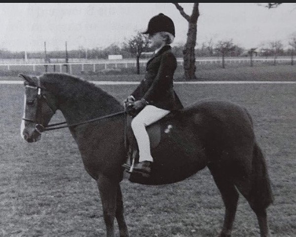 Zuchtstute Cusop Charity (Welsh Mountain Pony (Sek.A), 1965, von Cusop Comedian)