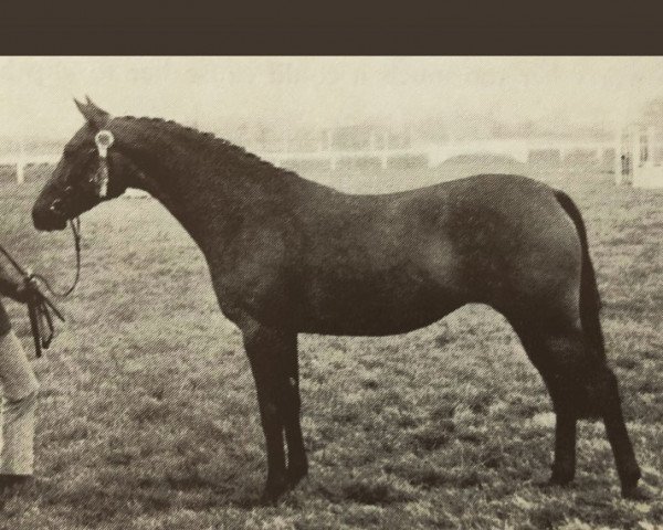 Pferd Forge Silbury Hill (British Riding Pony, 1968, von Mcgredy xx)