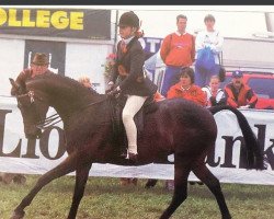 horse Knowle Victoria (British Riding Pony, 1992, from Fall Edge Sundance)