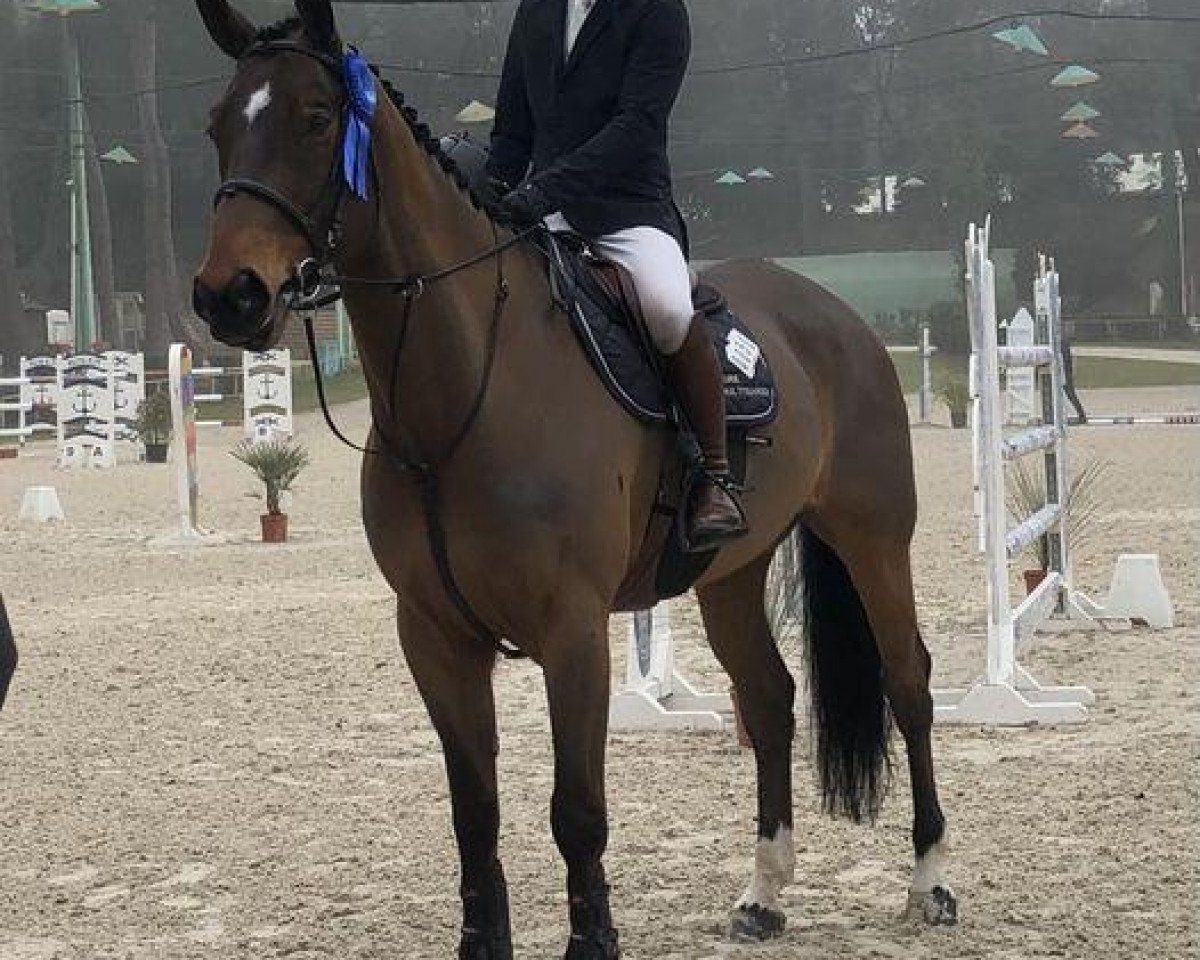 jumper Don Natien du Bocage (Selle Français, 2013, from Kannan)