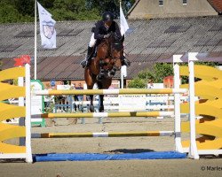 broodmare Lore Jane Zsz (Oldenburg show jumper, 2013, from Conello)