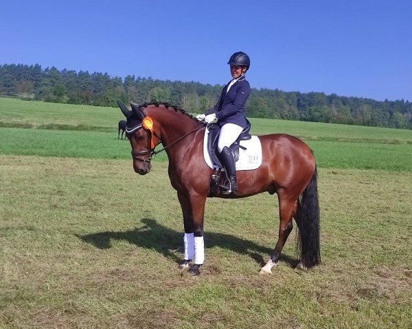 dressage horse Grand Coer (German Riding Pony, 2013, from Golden Challenge)