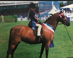 Pferd Rowden Smalltalk (British Riding Pony,  , von Sandbourne Royal Ensign)