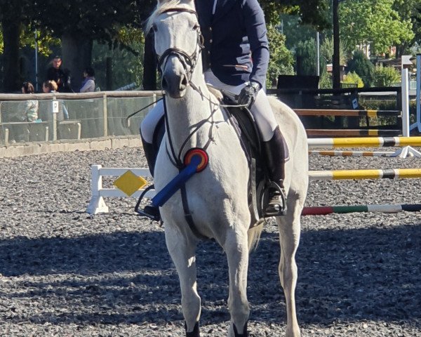 jumper Malboro 8 (Little German Riding Horse, 2007, from Molenhorn's Pasja)