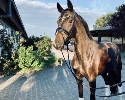 dressage horse Fabergé 20 (Westphalian, 2018, from Sap Freudentaenzer)