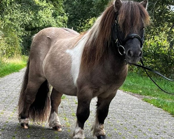 stallion Gigolo vom Fliederhof (Shetland pony (under 87 cm), 2010, from Halstock Gabanna Bear)