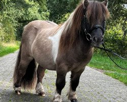 stallion Gigolo vom Fliederhof (Shetland pony (under 87 cm), 2010, from Halstock Gabanna Bear)