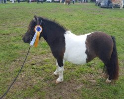 broodmare Gaby of sunshet (Shetland pony (under 87 cm),  , from Vanity van de Buxushof)