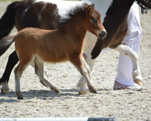 stallion Calimero vom Heumoor (Shetland pony (under 87 cm),  , from Kerswell Cloud)