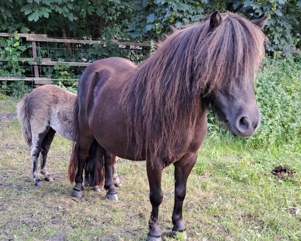 Zuchtstute Marin v d Hanskamp (Shetland Pony (unter 87 cm),  , von The One and Only)