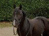 horse Rockside Snow Queen (Welsh-Cob (Sek. C), 2013, from Crugybar Daniel)