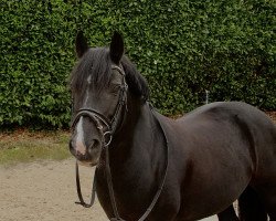 Pferd Rockside Snow Queen (Welsh-Cob (Sek. C), 2013, von Crugybar Daniel)