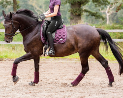 Zuchtstute Sanfelice (Dänisches Warmblut, 2011, von Sandro Hit)