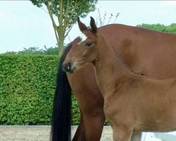 dressage horse Hengst von Zackerey / First Ampere (Oldenburg, 2023, from Blue Hors Zackerey)