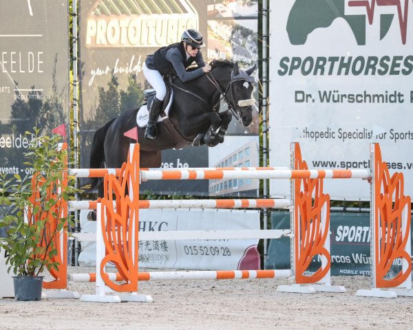 jumper Honesty Ctv Z (Zangersheide riding horse, 2014, from Hoegie van het Bergske)