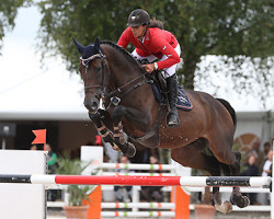 Deckhengst Hoegie van het Bergske (Belgisches Warmblut, 2007, von Quadrillo)