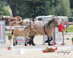 Pferd Stute von Augustus / Adoro I (Rheinisch-Deutsches Kaltblut, 2021, von Augustus)