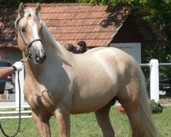 Deckhengst Herbstgold Primus (Welsh-Cob (Sek. D), 2012, von Randeck Pandur)