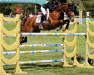 jumper Passion van de Vondelhoeve (Belgian Riding Pony, 2011, from Calipso van de Vondelhoeve)