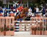 jumper Navayo (Belgian Warmblood, 2009, from Jerome van de Vondelhoeve)