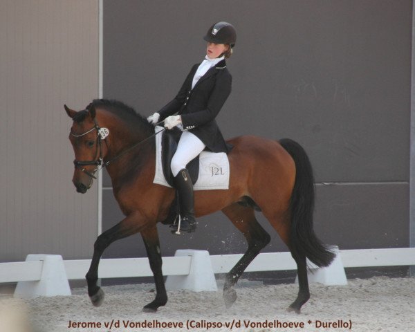 stallion Jerome van de Vondelhoeve (Belgian Riding Pony, 2005, from Calipso van de Vondelhoeve)