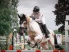 jumper Magic White A (anglo european sporthorse, 2017, from Michelangelo A)