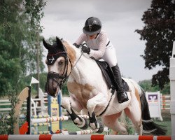 jumper Magic White A (anglo european sporthorse, 2017, from Michelangelo A)