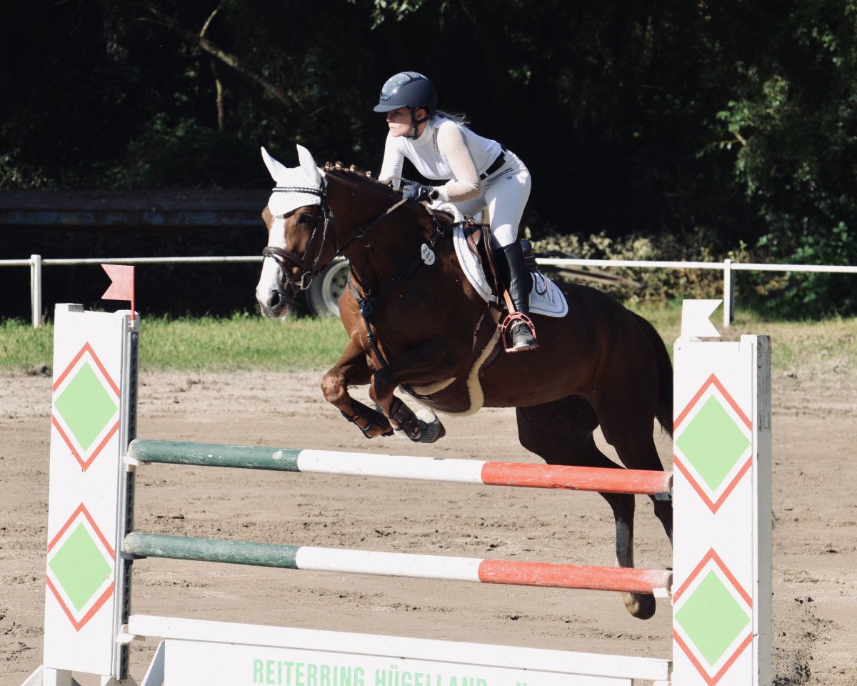 jumper For Rock'n Roll (Oldenburg show jumper, 2008, from For Pleasure)