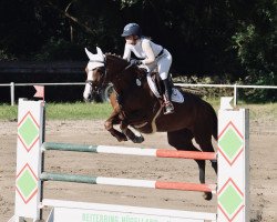 jumper For Rock'n Roll (Oldenburg show jumper, 2008, from For Pleasure)